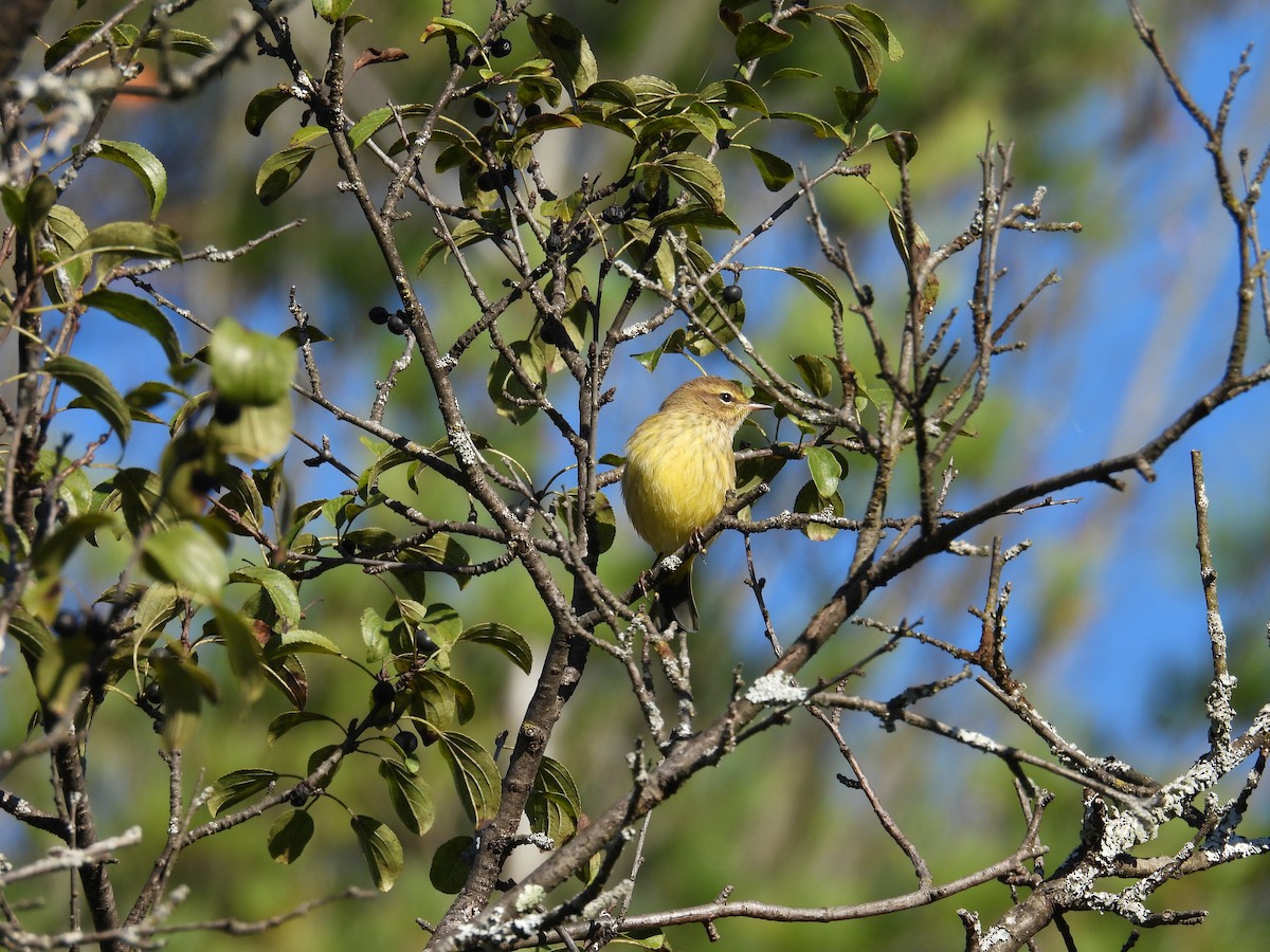 Palm Warbler - ML644881237