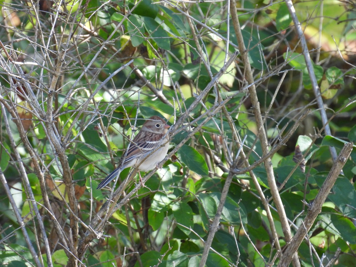 Field Sparrow - ML644881253
