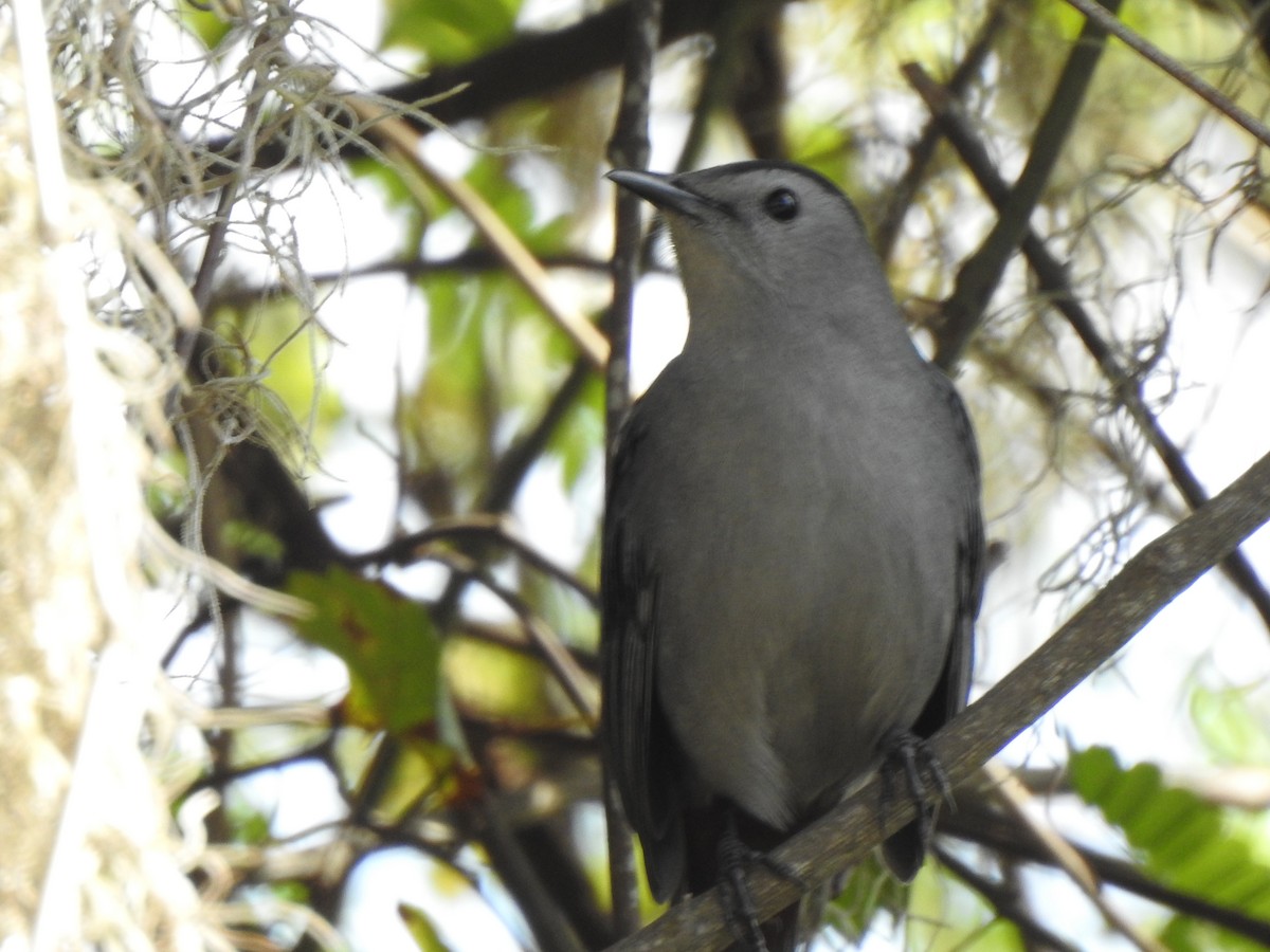Gray Catbird - ML644881282