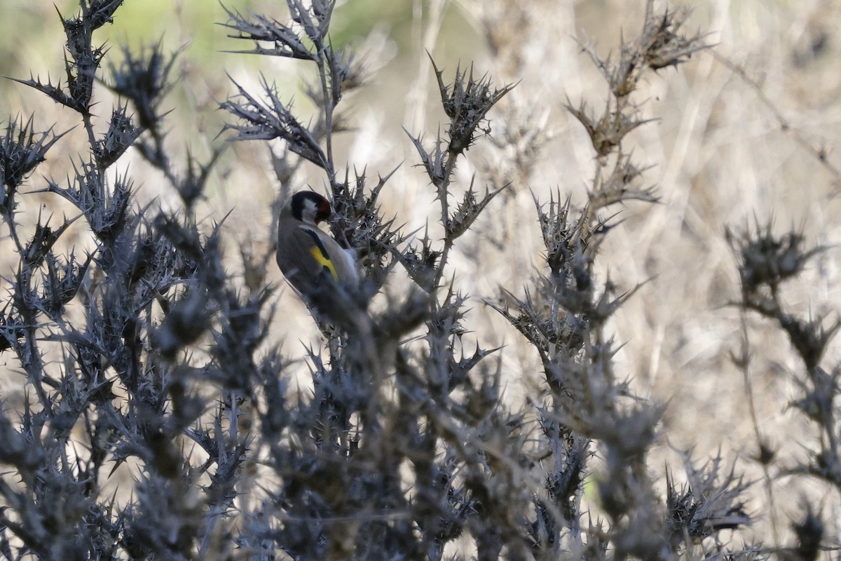 European Goldfinch - ML644881283