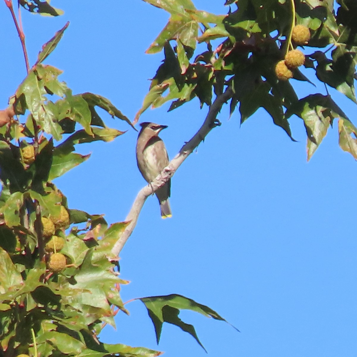 Jaseur d'Amérique - ML644881284