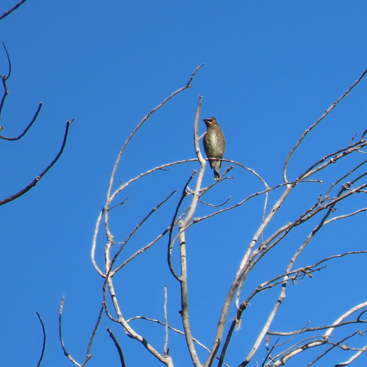 Jaseur d'Amérique - ML644881285