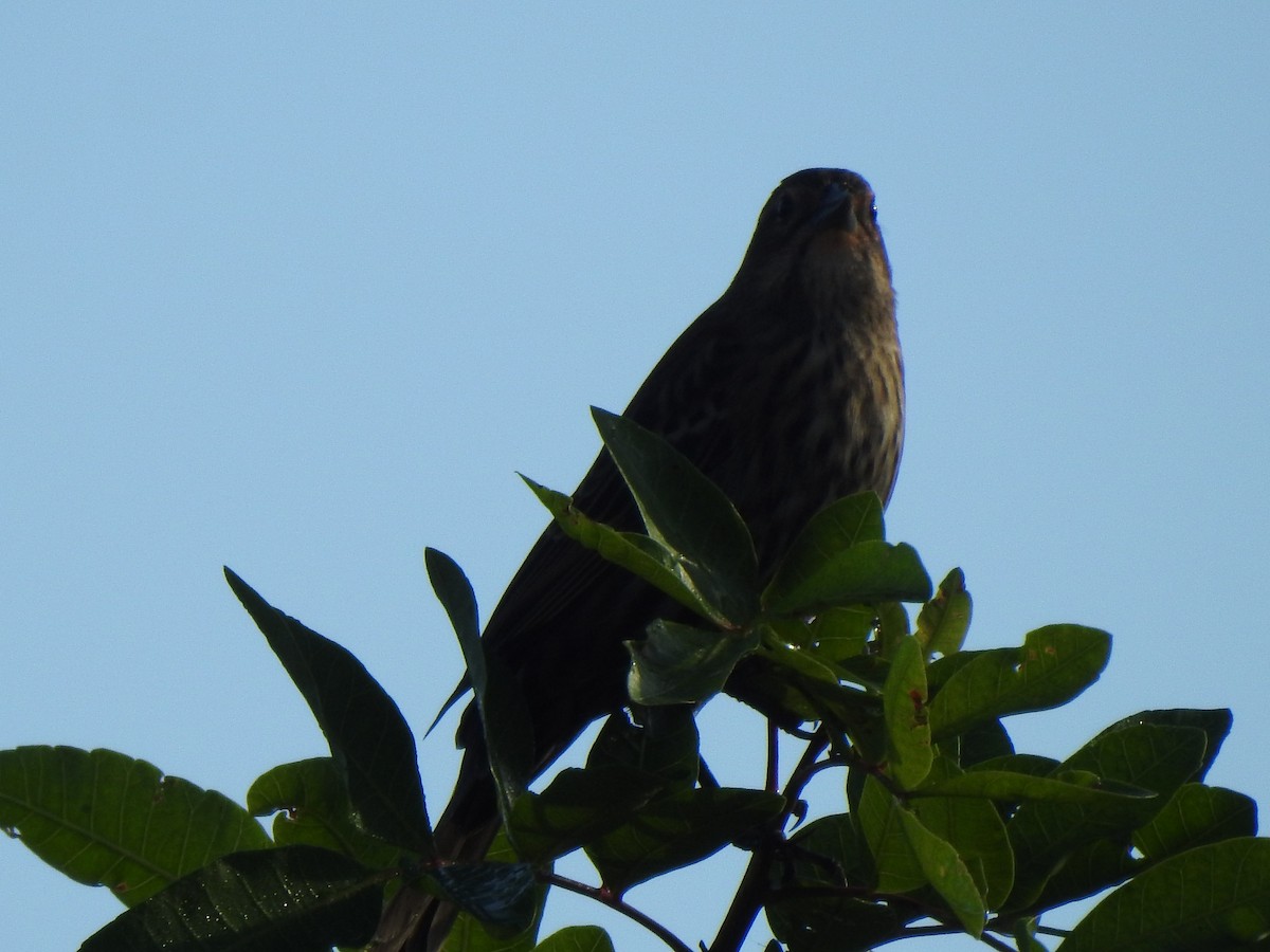 Red-winged Blackbird - ML644881287