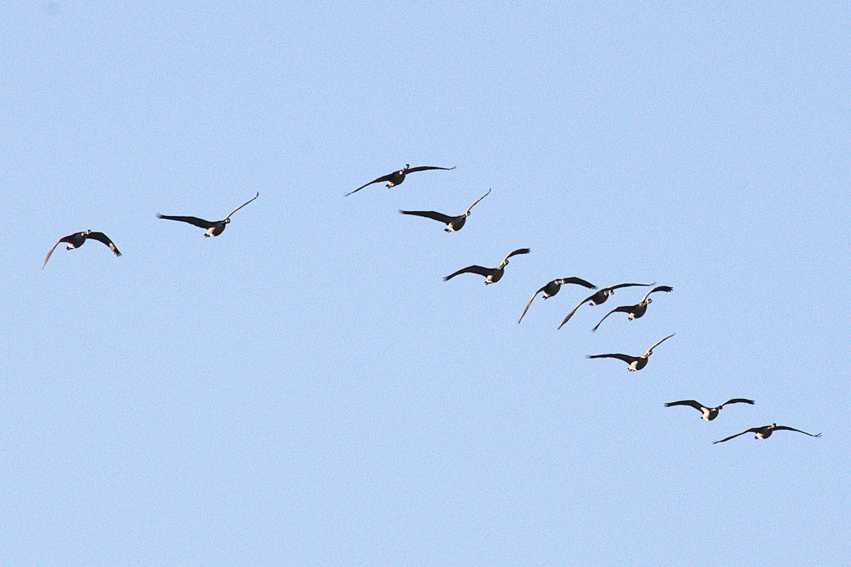 Canada Goose - ML644881290