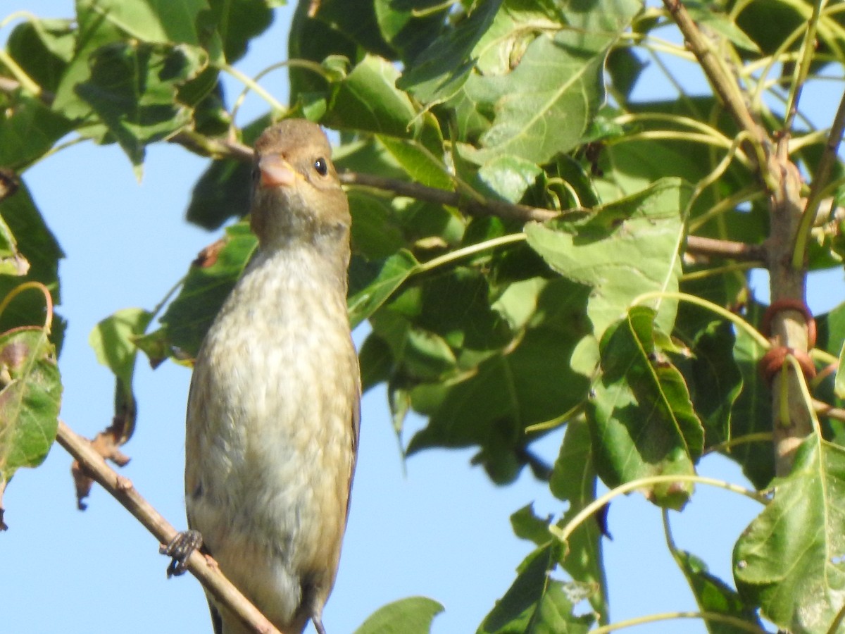 Индиговый колорин - ML644881291