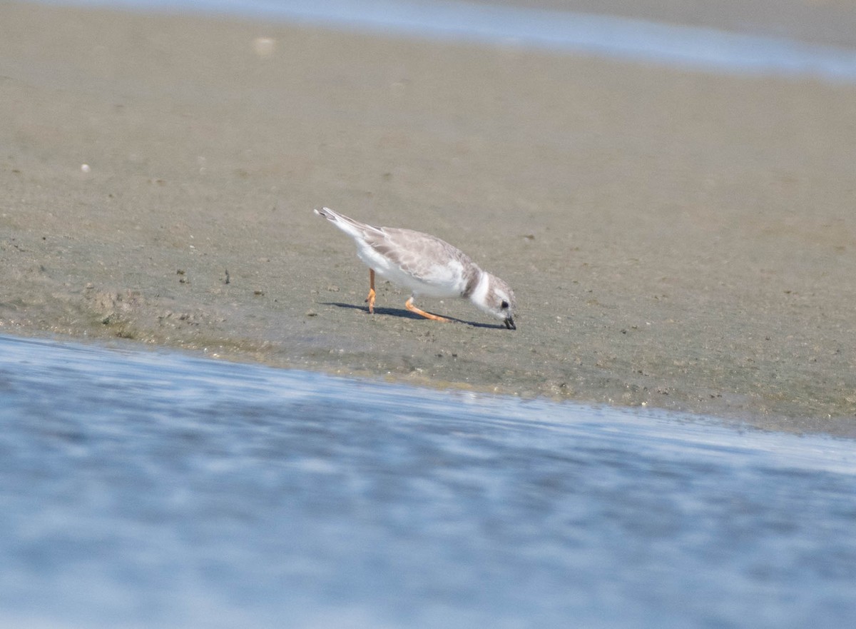 Flötenregenpfeifer - ML644881307