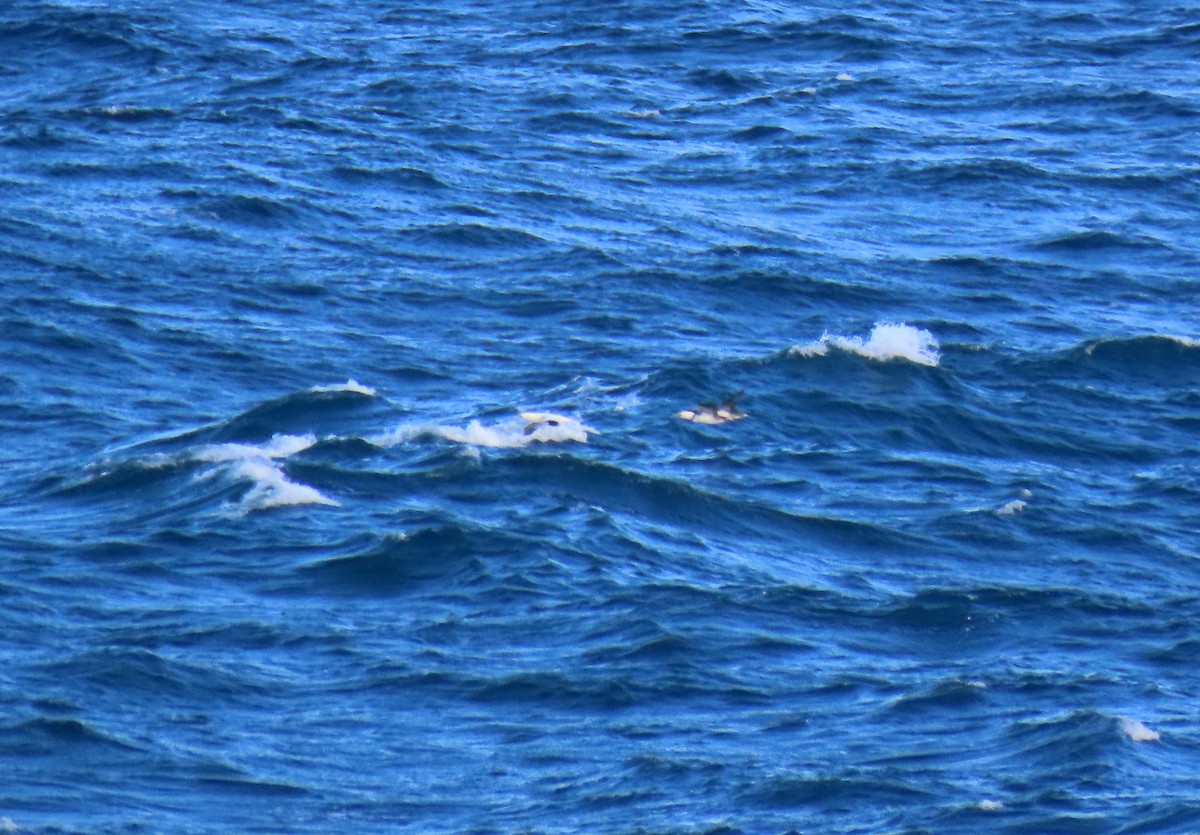 Alcatraz Atlántico - ML644881309