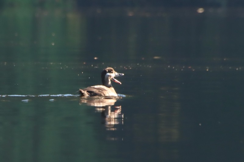 Surf Scoter - ML644881317