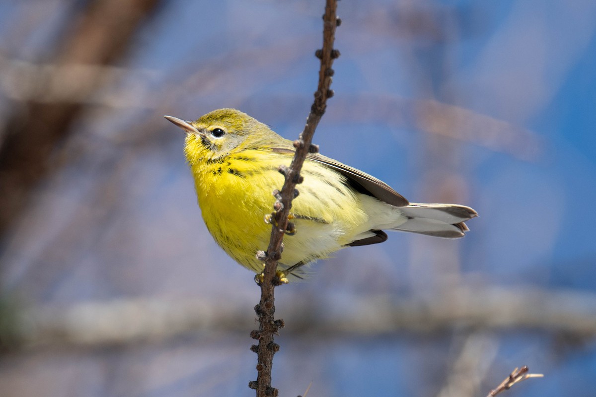 Prairie Warbler - ML644881319