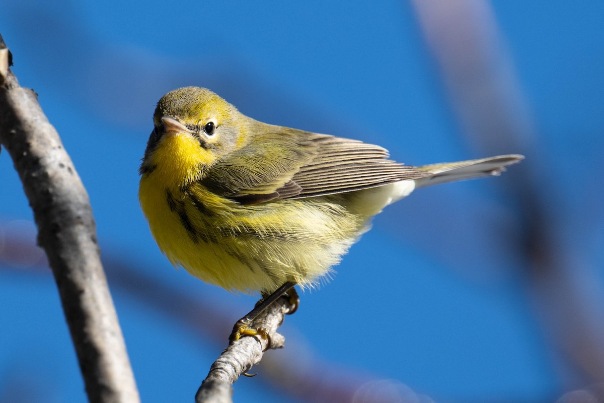 Prairie Warbler - ML644881320