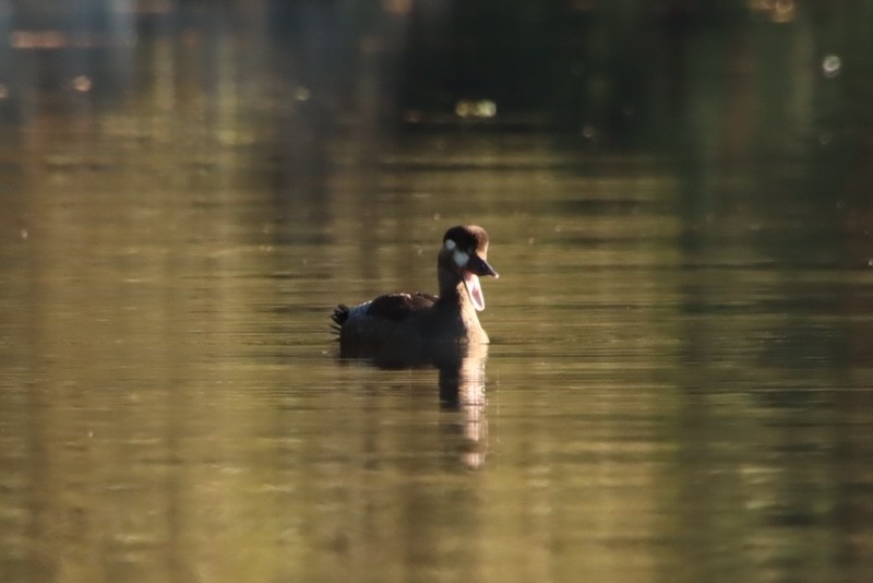 Surf Scoter - ML644881322