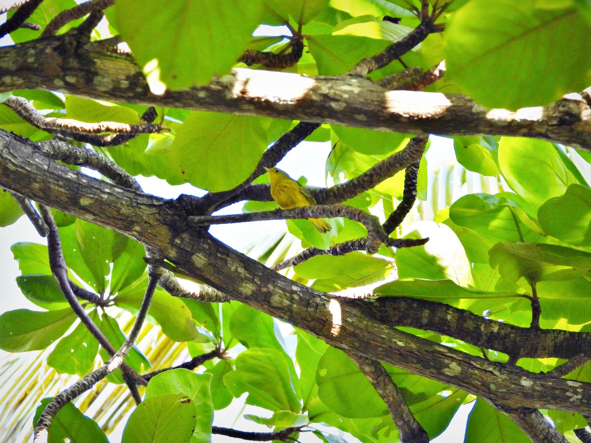 Mangrove Yellow Warbler (Greater Antillean) - ML644881323