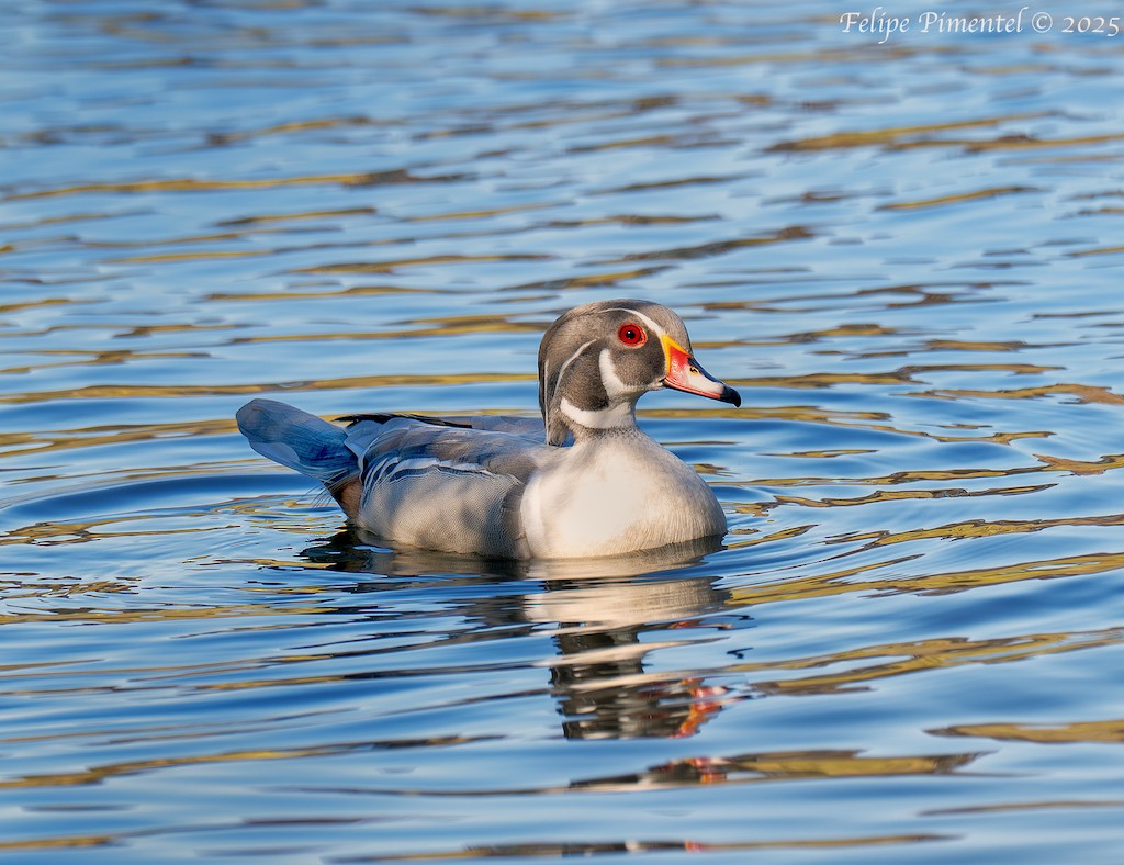 Ahate karolinarra - ML644881325