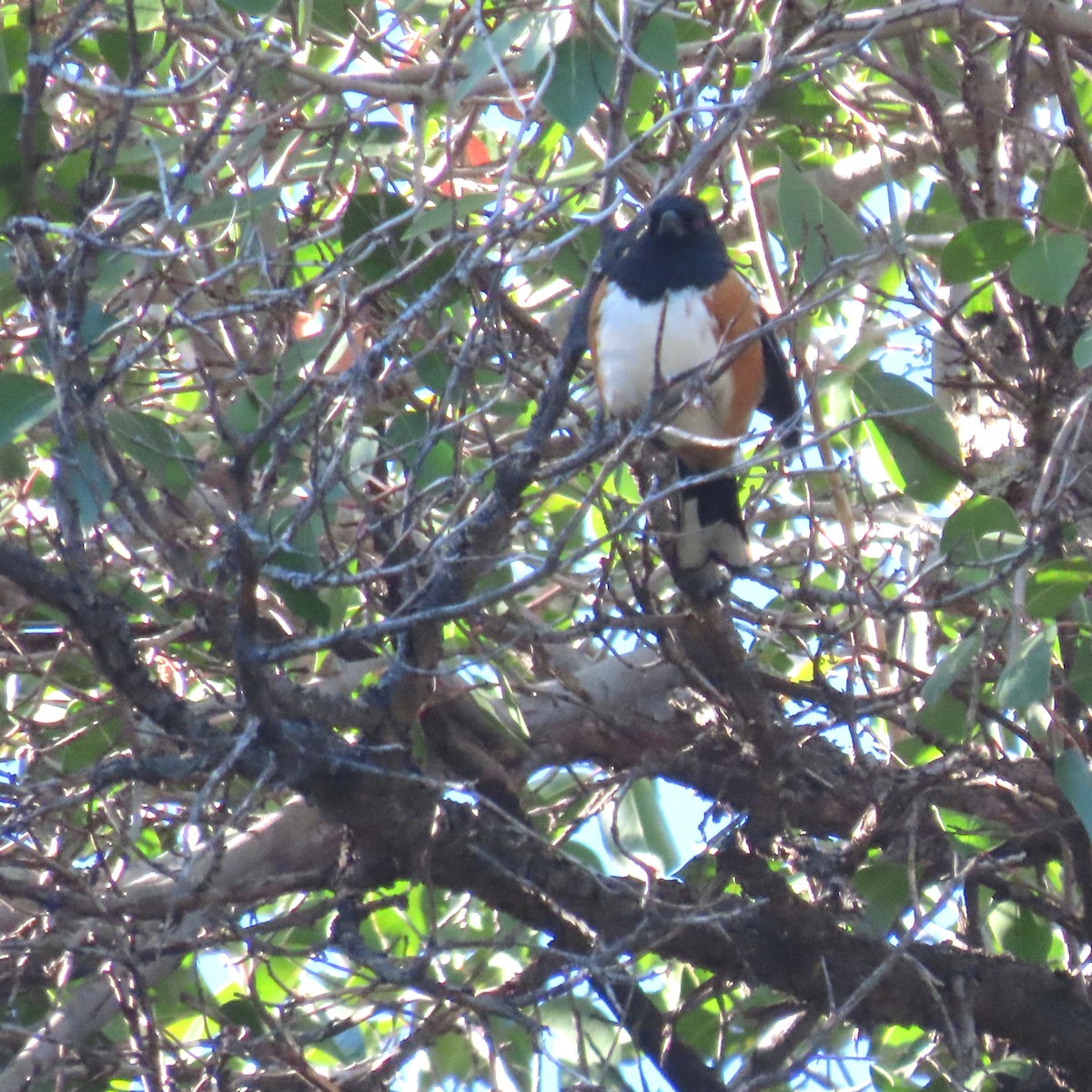 Spotted Towhee - ML644881327