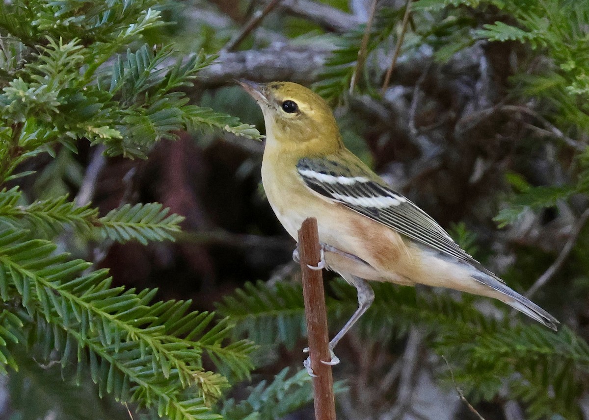 Пісняр-лісовик каштановий - ML644881331