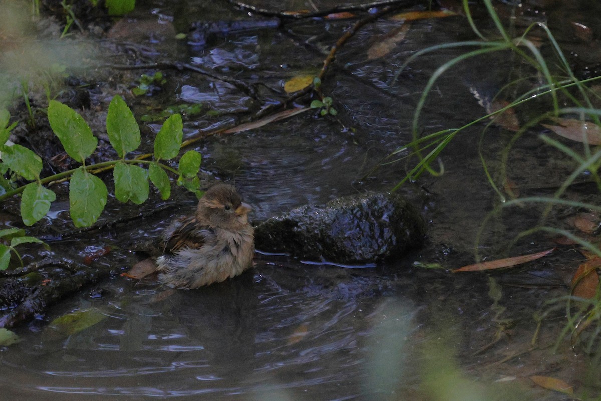 House Sparrow - ML644881334