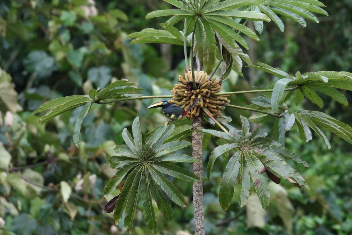 arassari hnědouchý - ML644881338