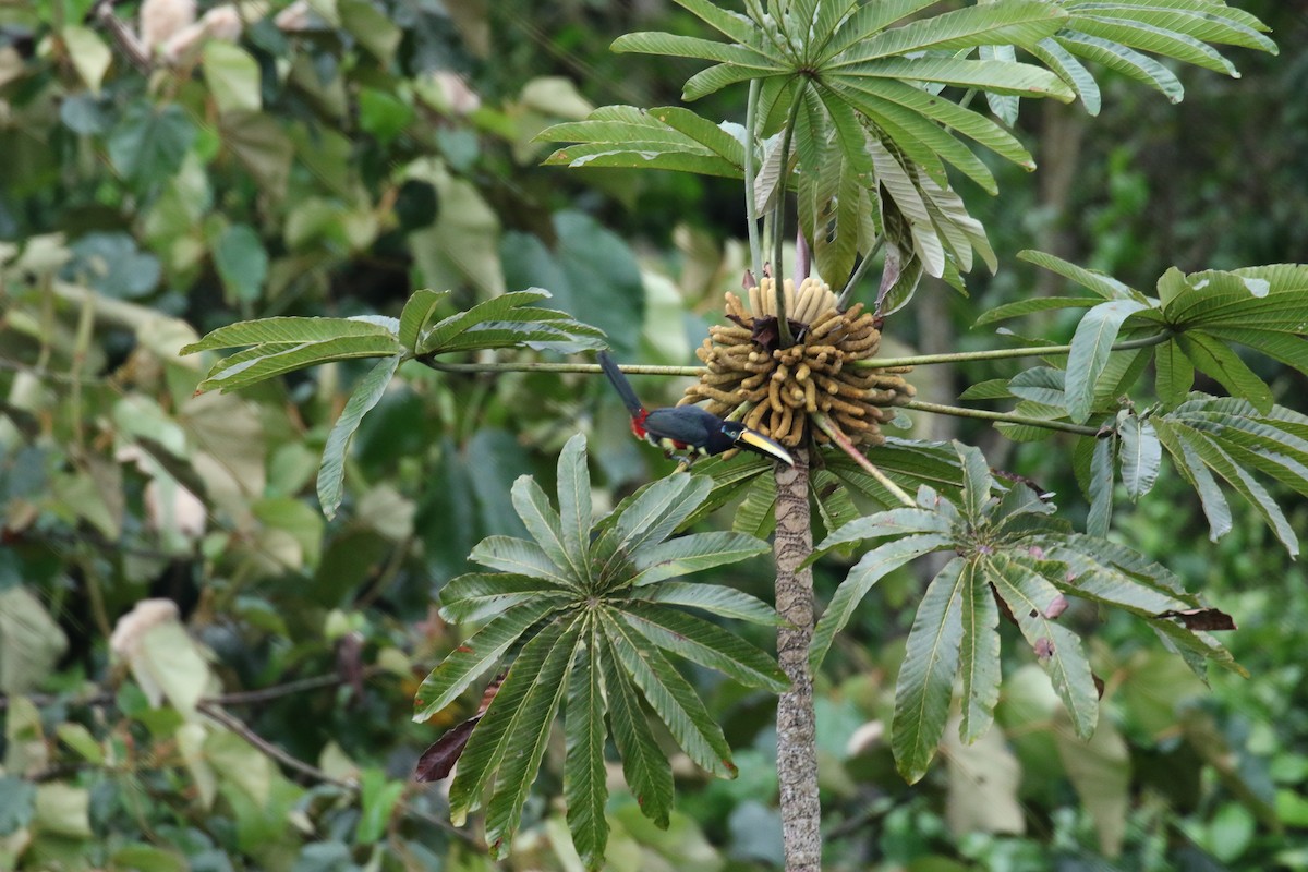 arassari hnědouchý - ML644881339