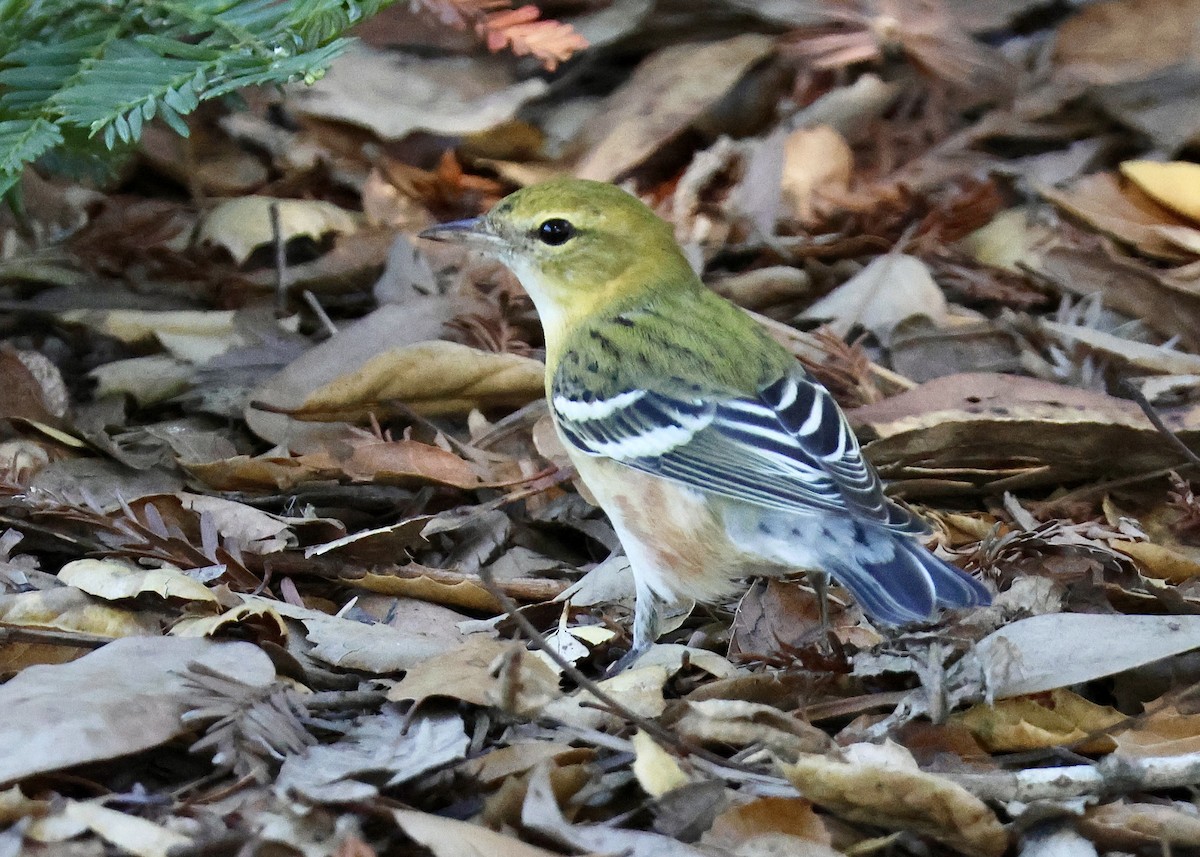 Пісняр-лісовик каштановий - ML644881342