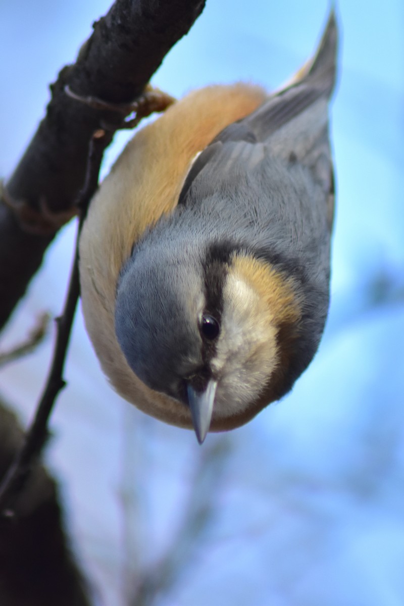 Garrapo eurasiarra - ML644881350