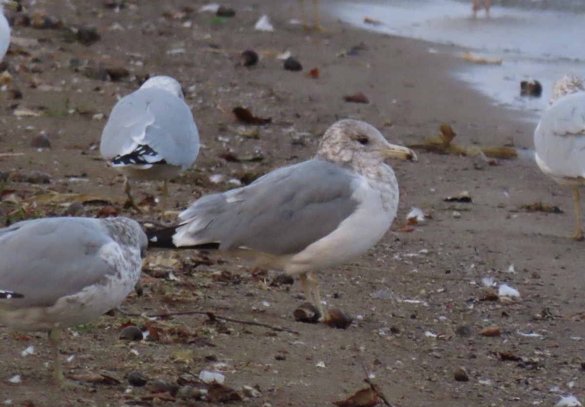 California Gull - ML644881360