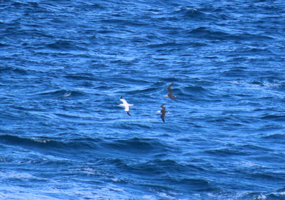 Alcatraz Atlántico - ML644881361