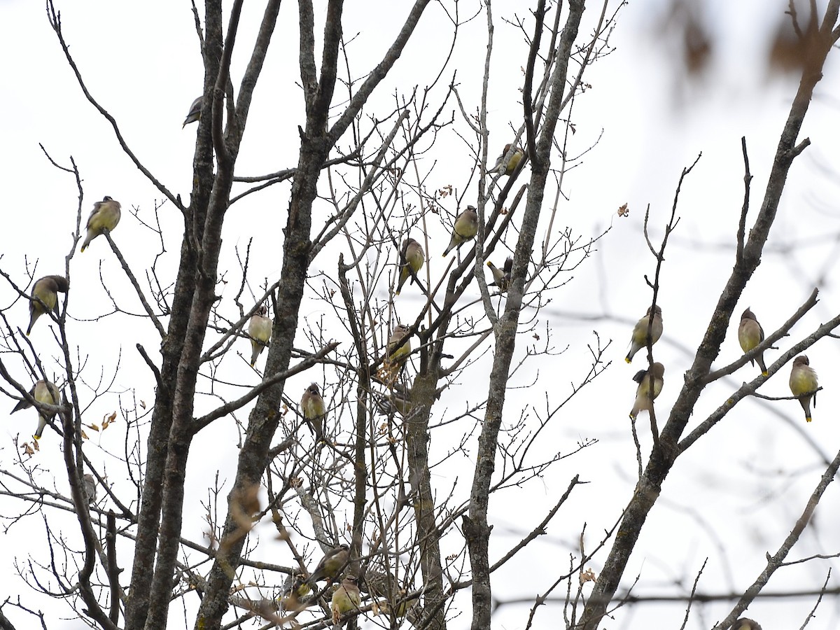 Jaseur d'Amérique - ML644881380