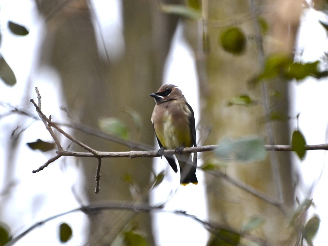 Jaseur d'Amérique - ML644881381