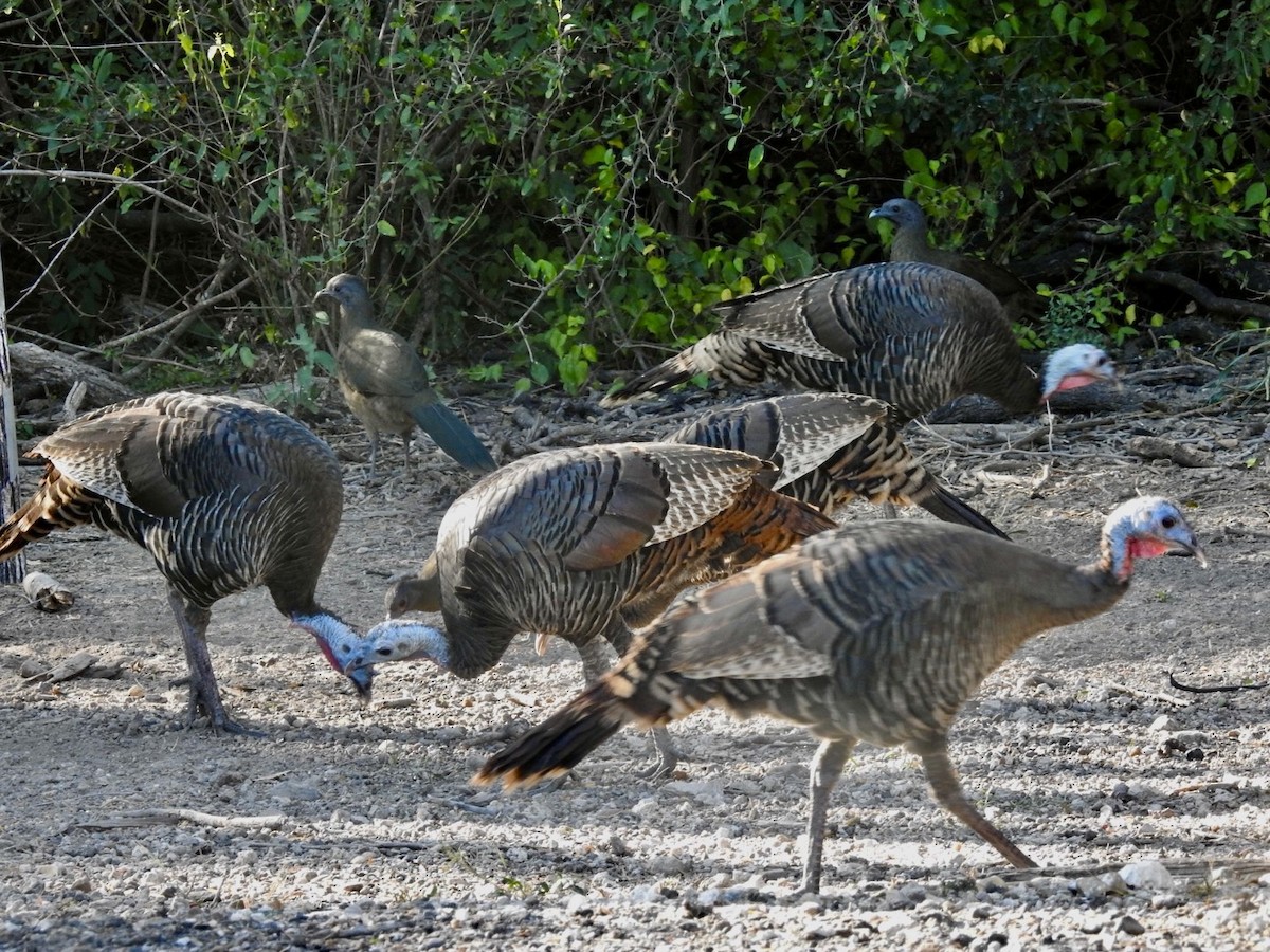 Guajolote Gallipavo - ML644881383