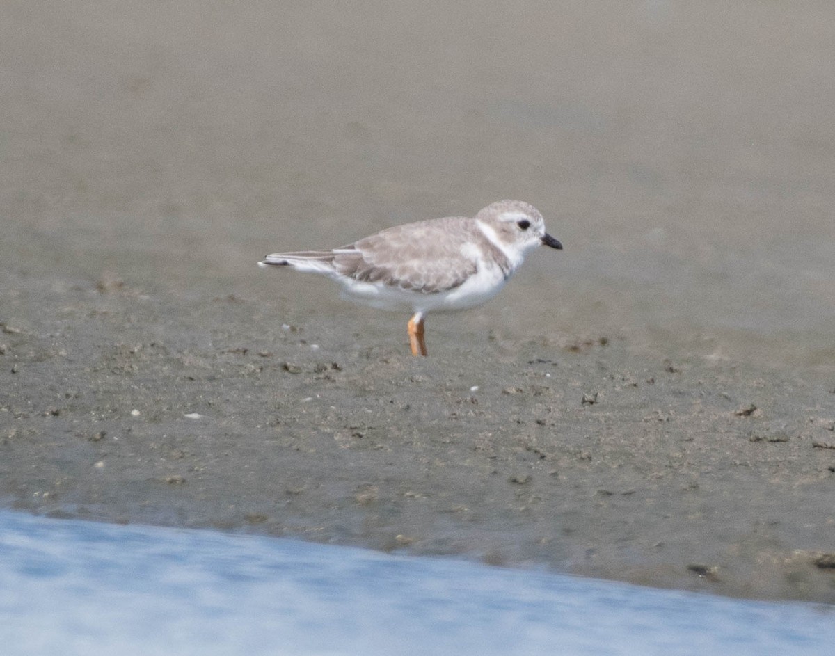 Flötenregenpfeifer - ML644881412