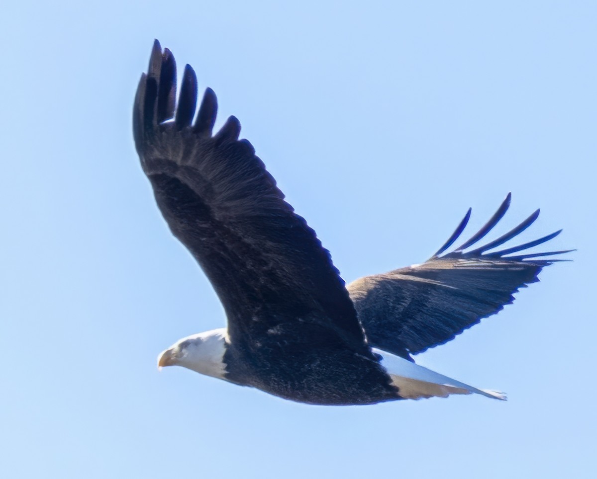 hvithodehavørn - ML644881432