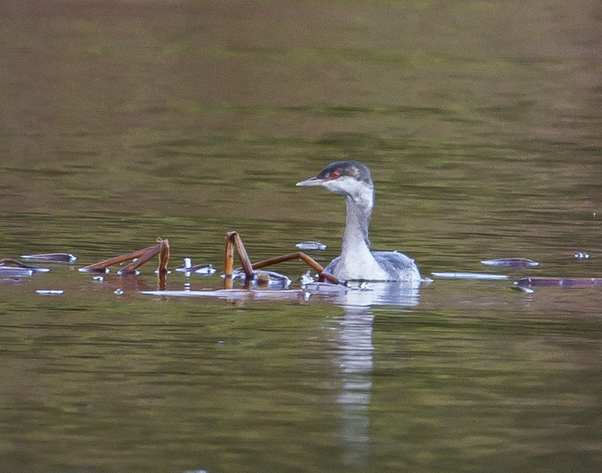 Zampullín Cuellirrojo - ML644881435