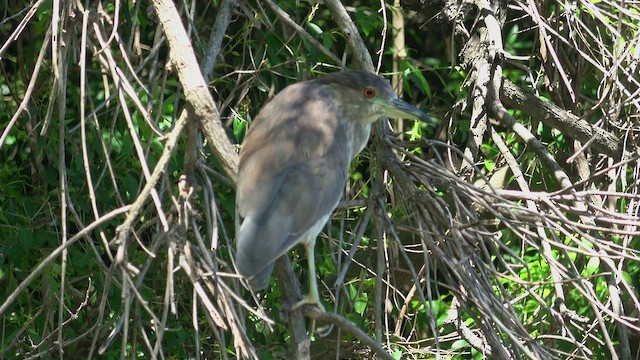 Black-crowned Night Heron - ML644881474
