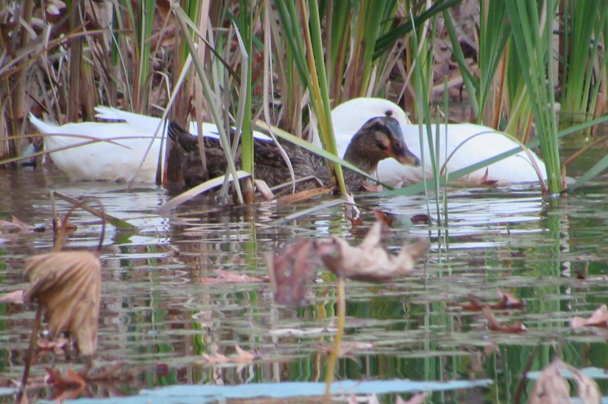 Mallard - ML644881476