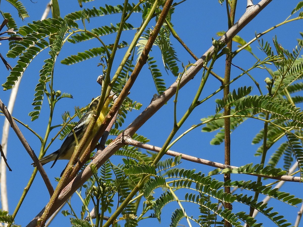 Blackburnian Warbler - ML644881489