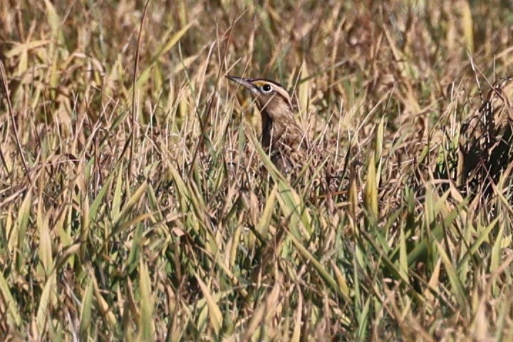 Eastern Meadowlark - ML644881493