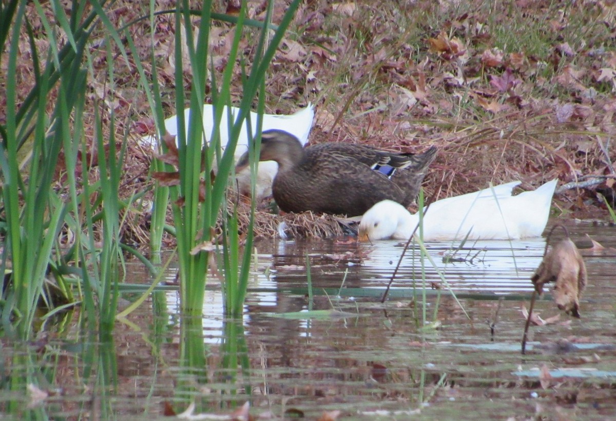 Mallard - ML644881499