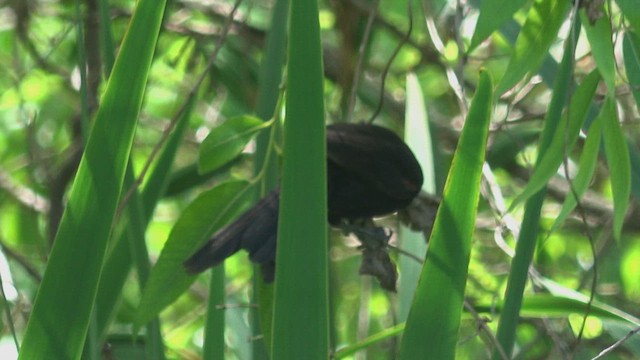 Variable Oriole - ML644881508