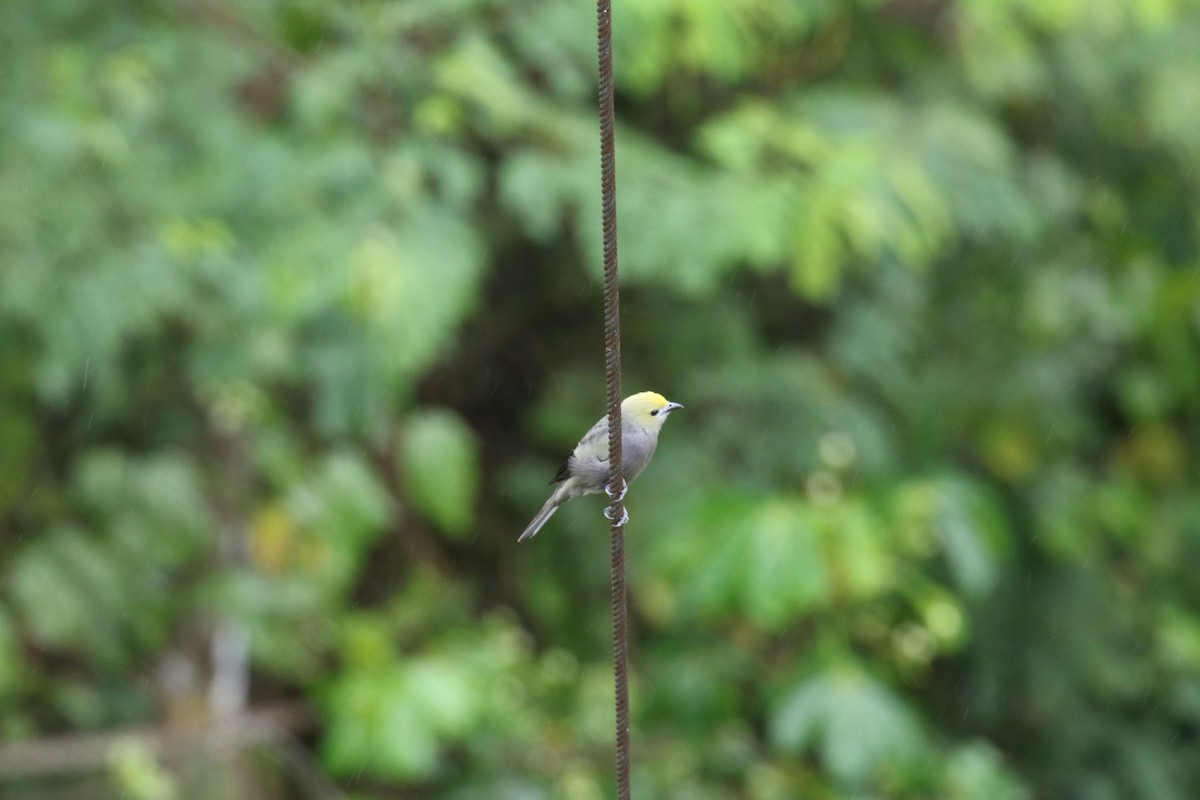 Tangara des palmiers - ML644881518