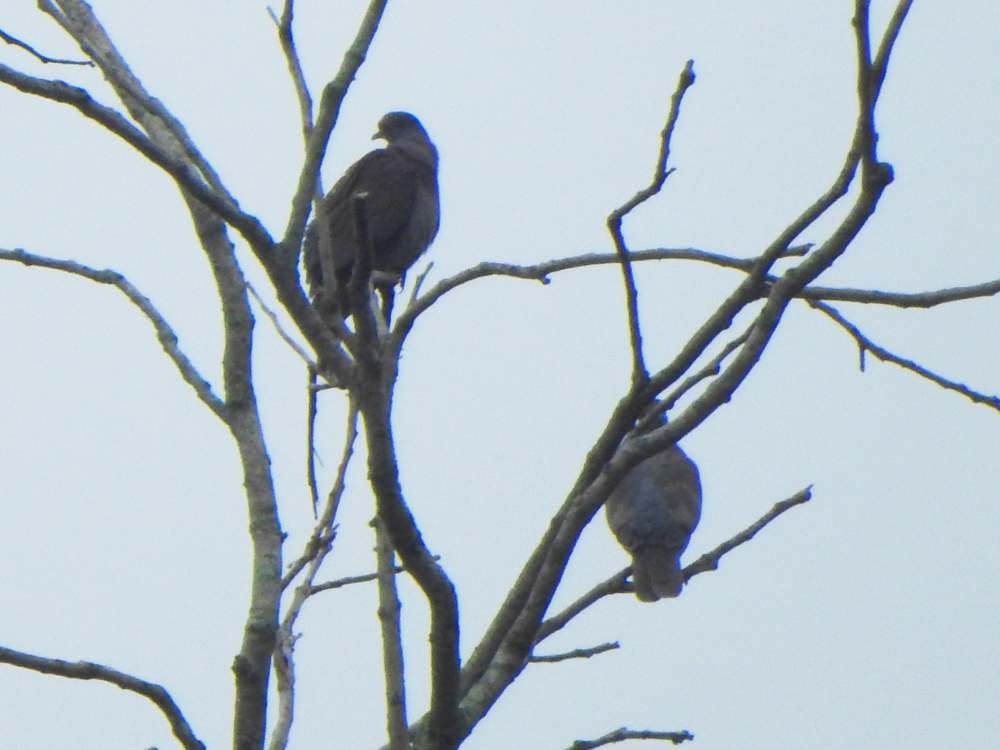 Pale-vented Pigeon - ML644881519