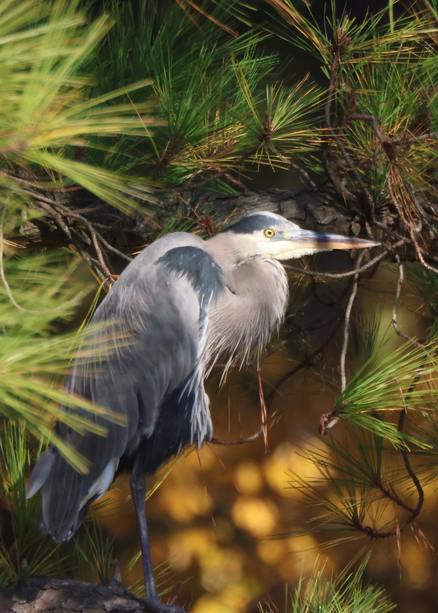 Great Blue Heron - ML644881520