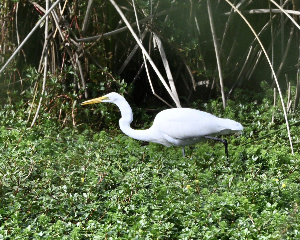 Great Egret - ML644881523