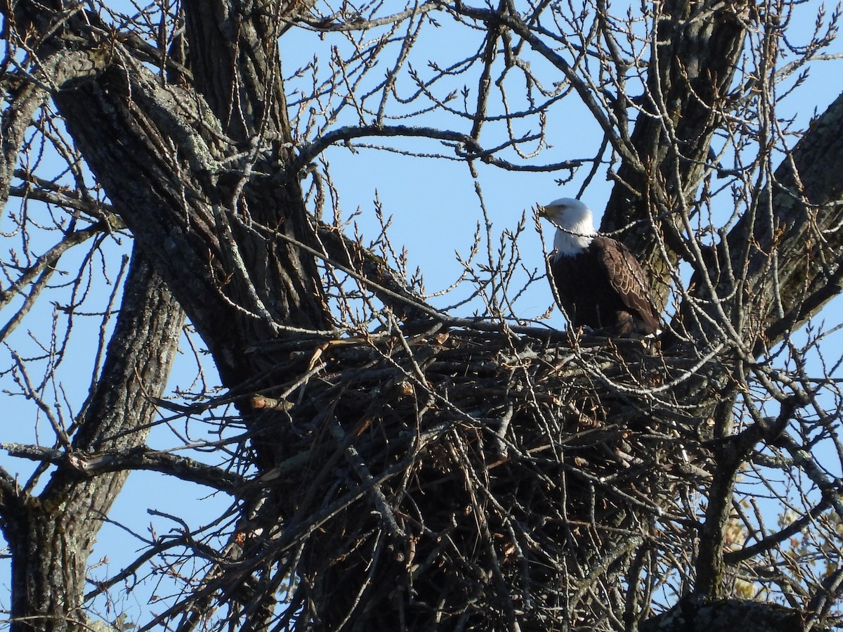 hvithodehavørn - ML644881528