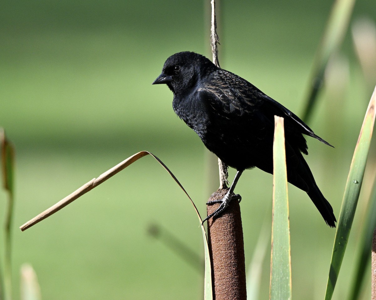 Red-winged Blackbird - ML644881530