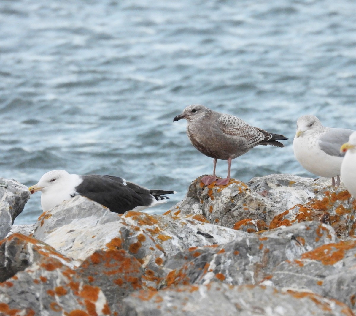 アメリカセグロカモメ - ML644881542