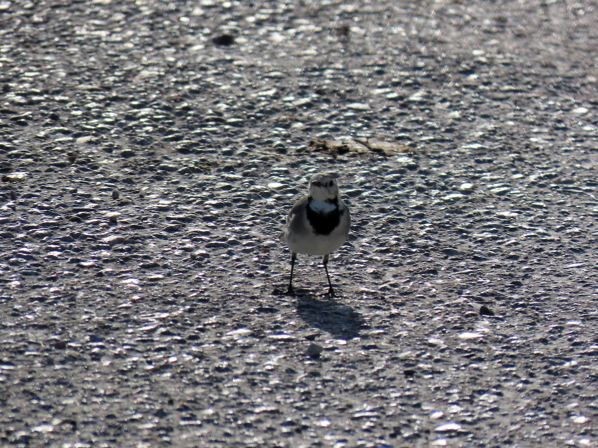 White Wagtail - ML644881550