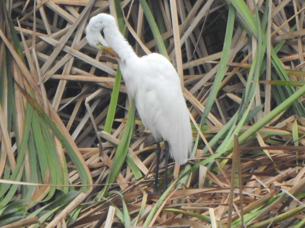 Great Egret - ML644881563