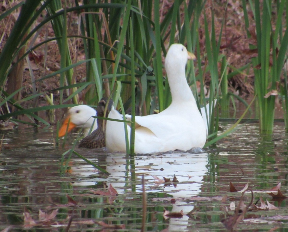 Mallard (Domestic type) - ML644881565