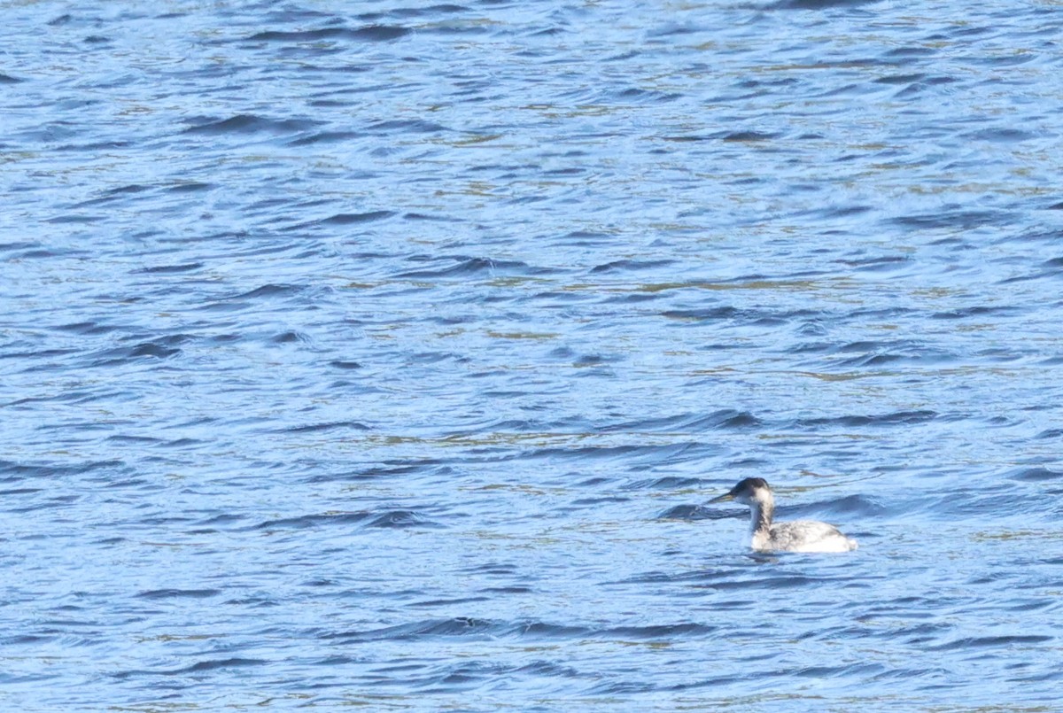 Red-necked Grebe - ML644881569