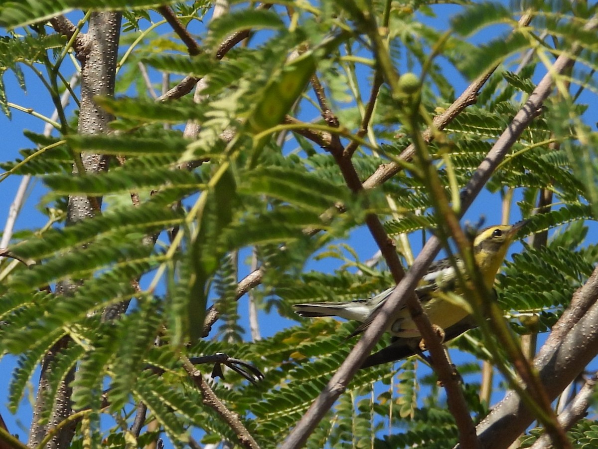 Blackburnian Warbler - ML644881582